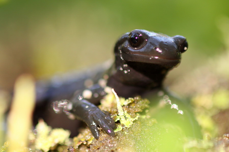 Alpensalamanderportrait ( Salamandra atra )