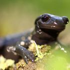 Alpensalamanderportrait ( Salamandra atra )