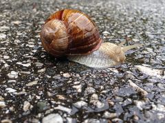 "Alpenschnecke" vom Königssee