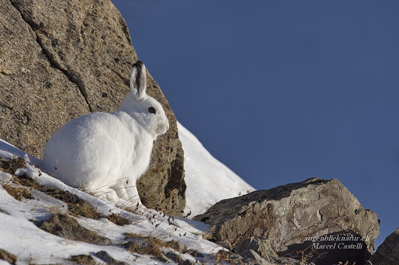 Alpenschneehase