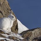 Alpenschneehase