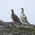 Alpenschneehühner