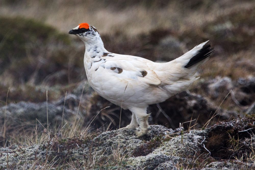 Alpenschneehuhn Foto & Bild tiere, wildlife, wild lebende vögel