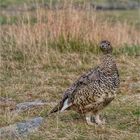 Alpenschneehuhn