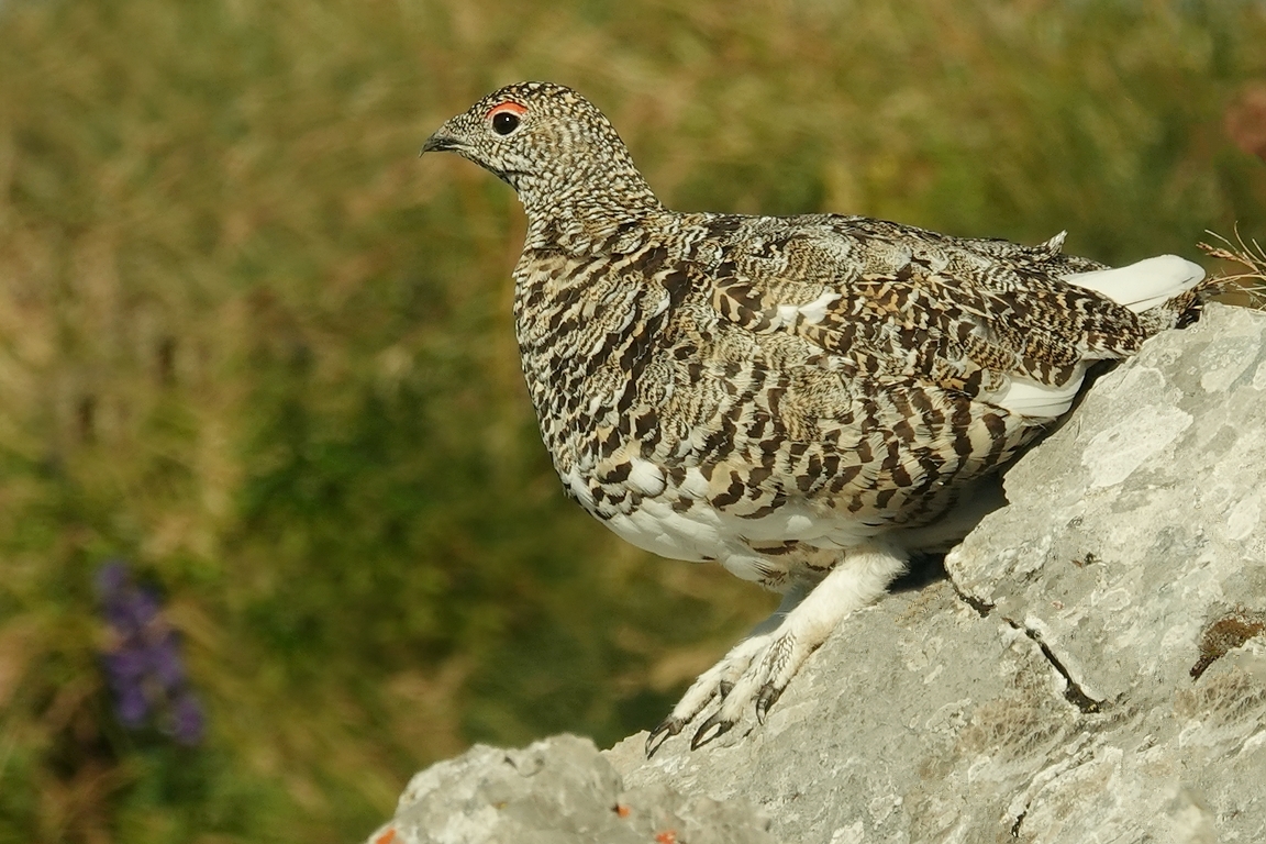 Alpenschneehuhn