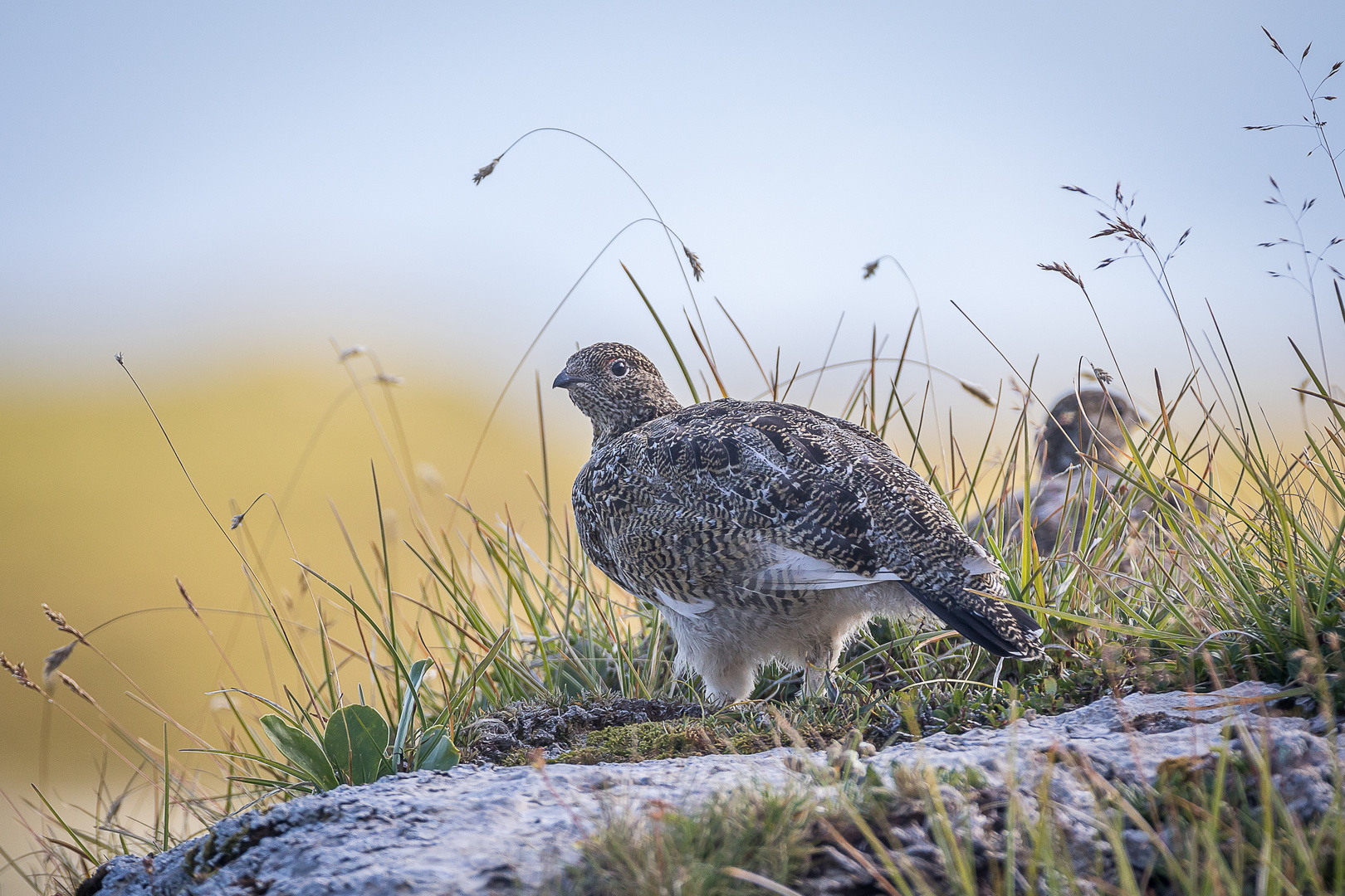 Alpenschneehuhn