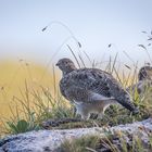 Alpenschneehuhn