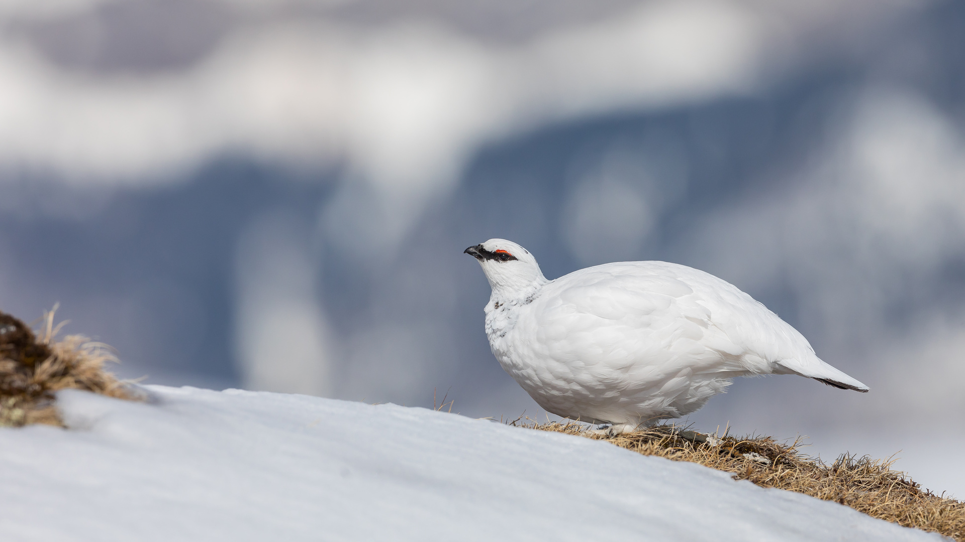 Alpenschneehuhn