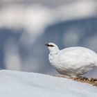 Alpenschneehuhn