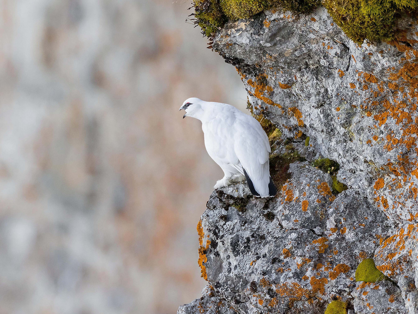 Alpenschneehuhn 