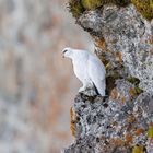 Alpenschneehuhn 