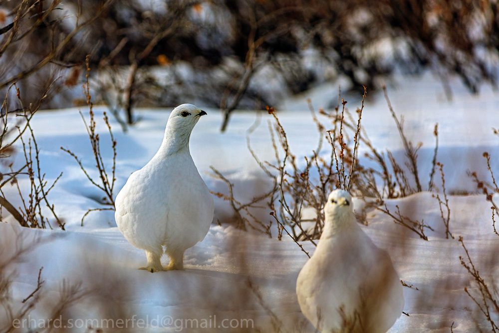 Alpenschneehuhn