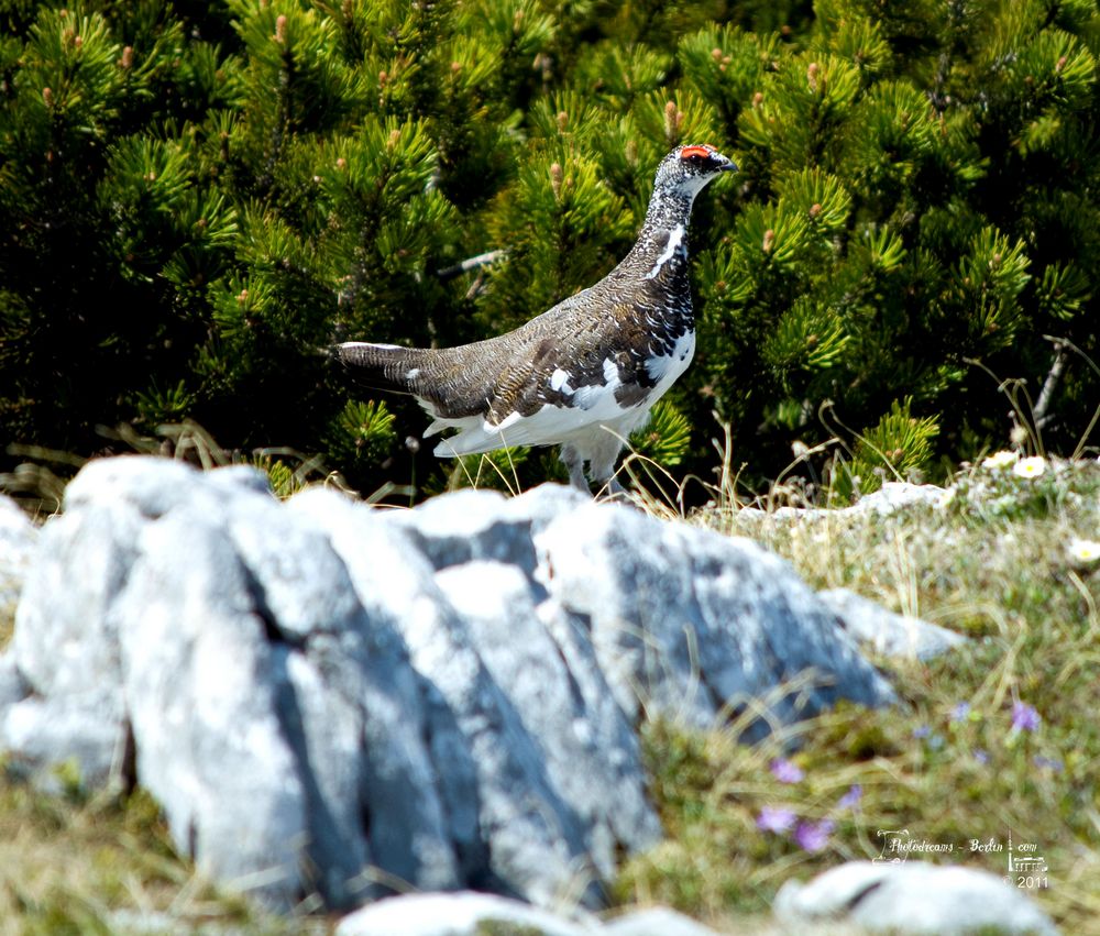 Alpenschneehuhn