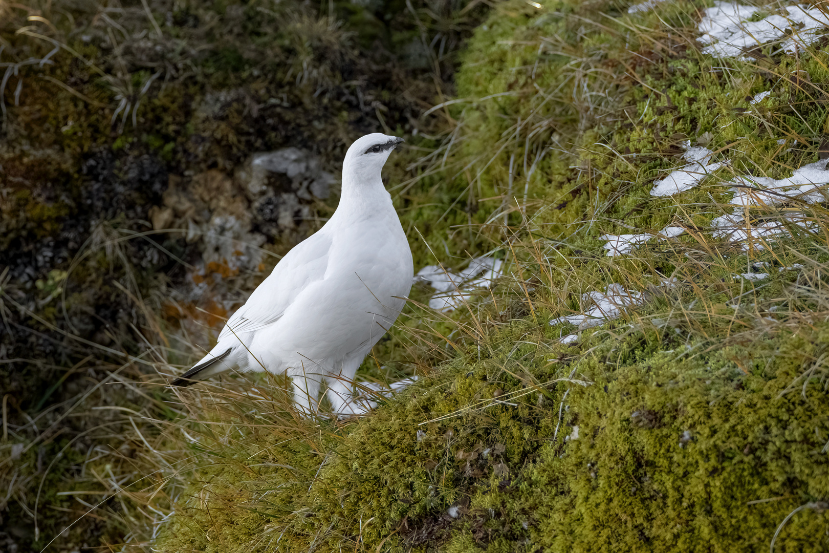 Alpenschneehuhn...