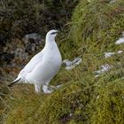 Alpenschneehuhn...