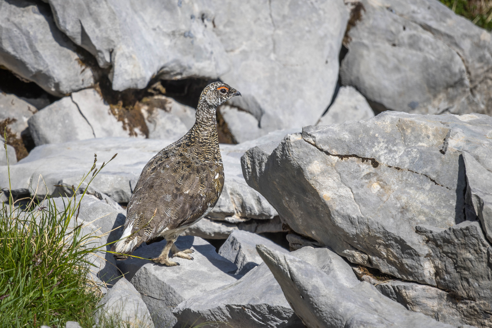 Alpenschneehuhn