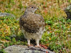 Alpenschneehuhn