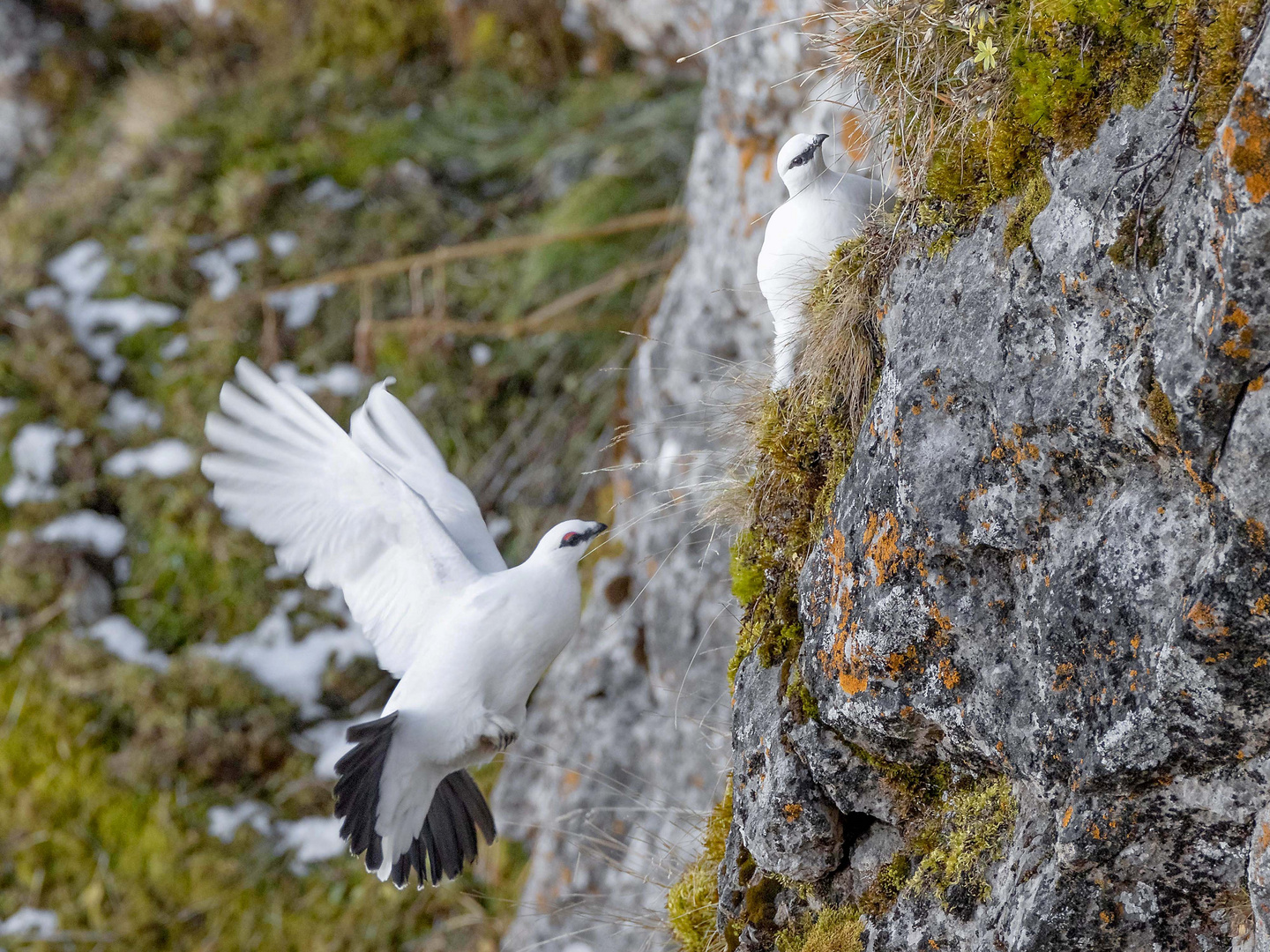 Alpenschneehuhn...