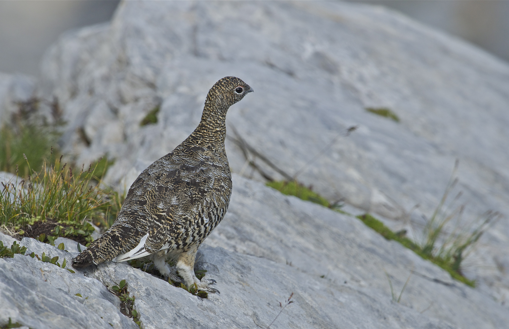 Alpenschneehuhn