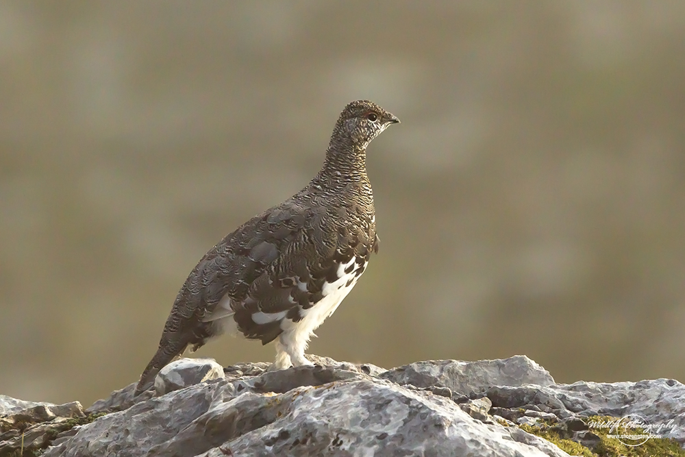 Alpenschneehuhn