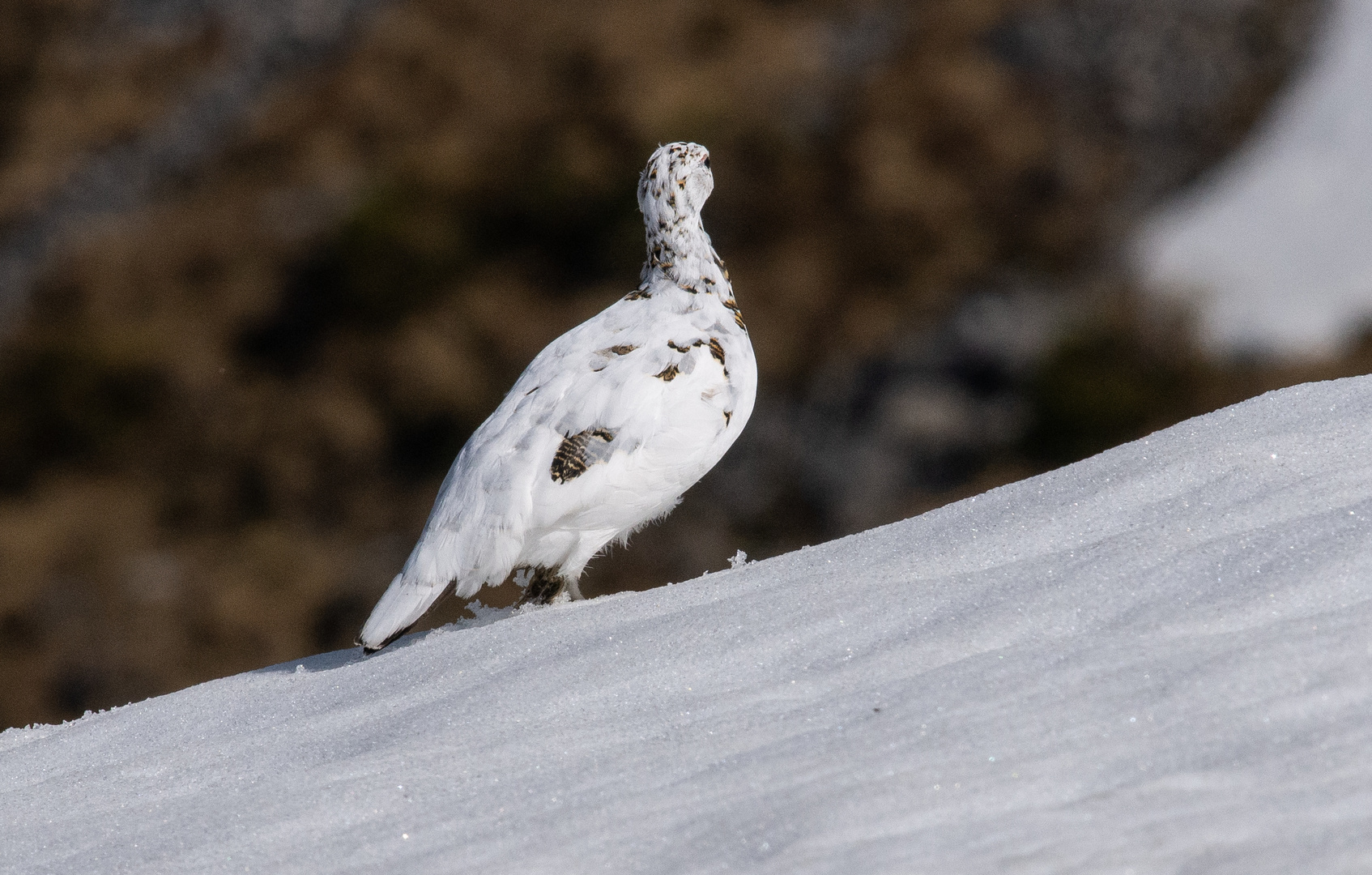 Alpenschneehuhn