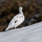 Alpenschneehuhn