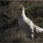 Alpenschneehuhn...