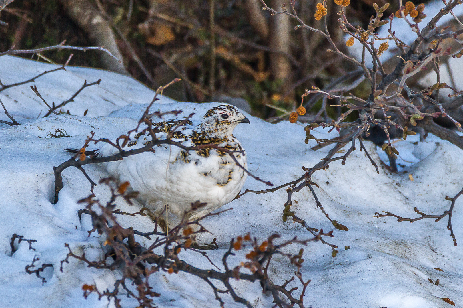 Alpenschneehuhn