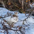 Alpenschneehuhn