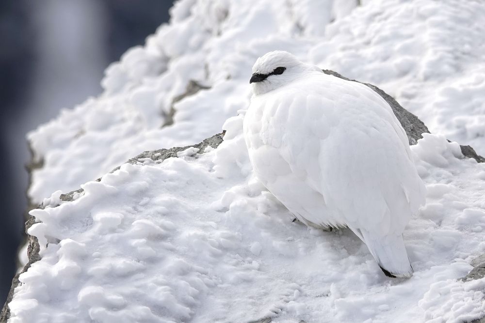 Alpenschneehuhn