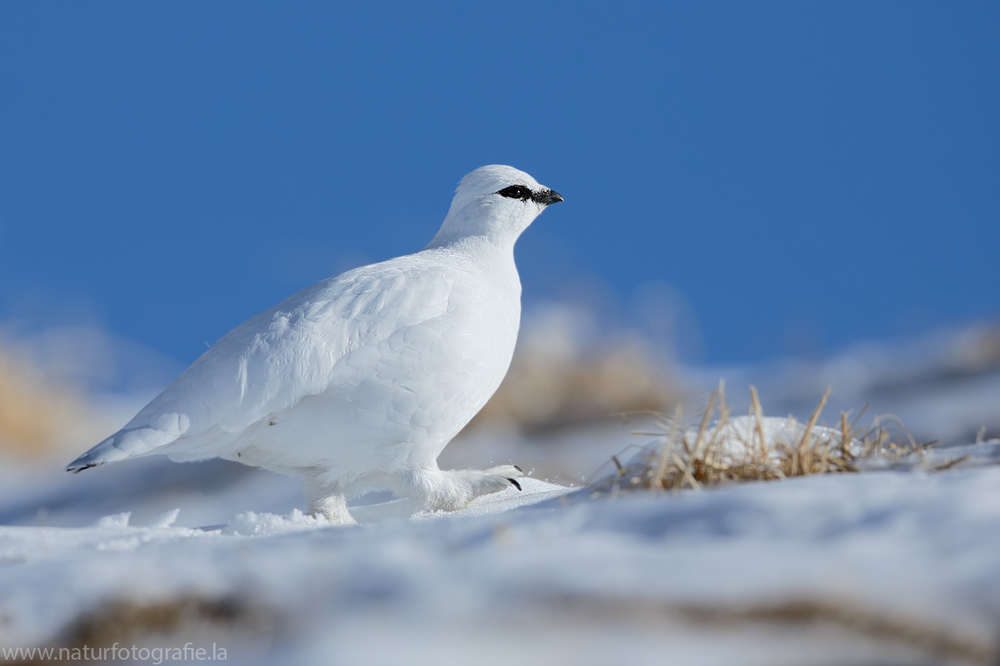 ~ Alpenschneehuhn ~