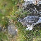 Alpenschneehuhn 