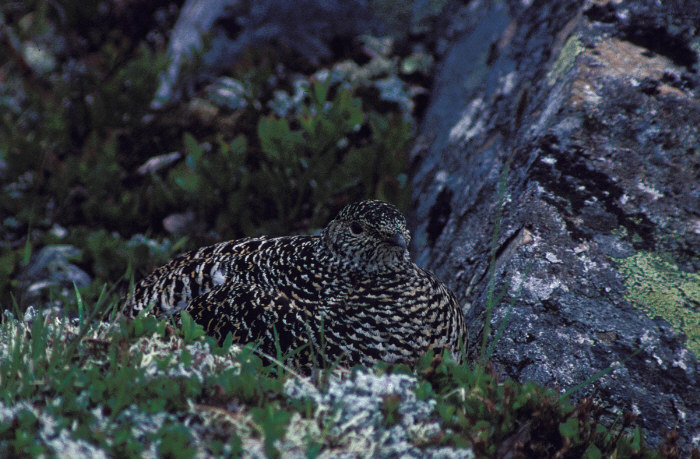 Alpenschneehuhn