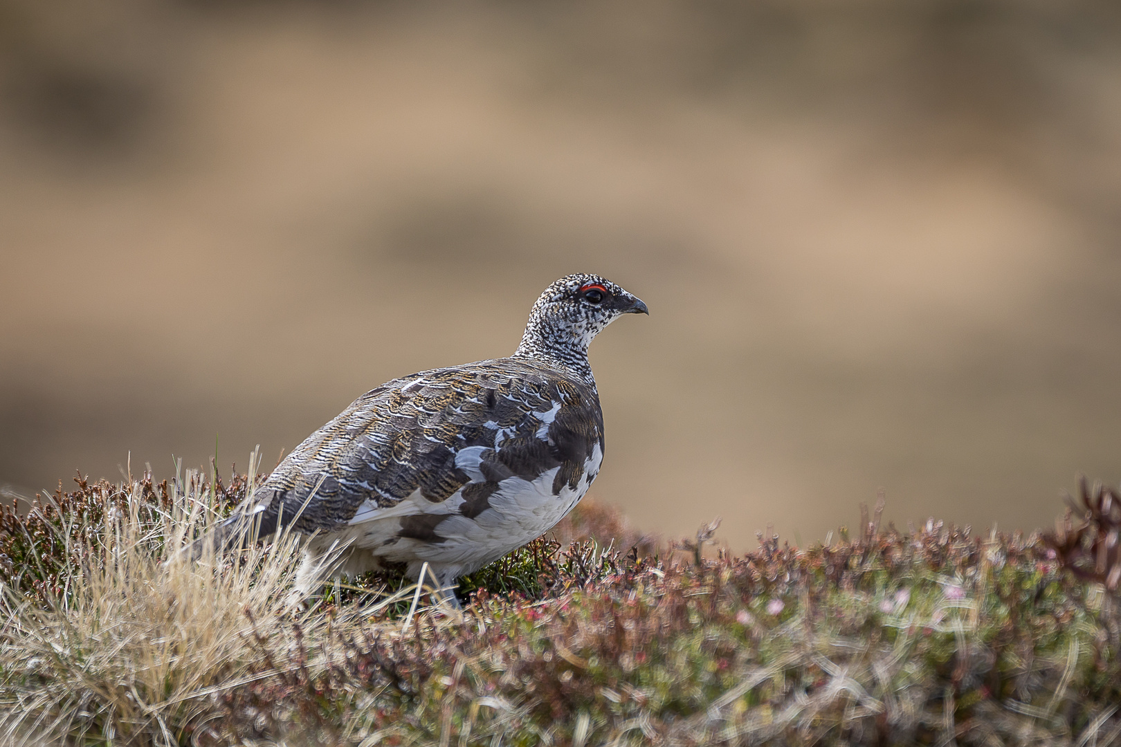 Alpenschneehuhn