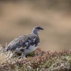 Alpenschneehuhn