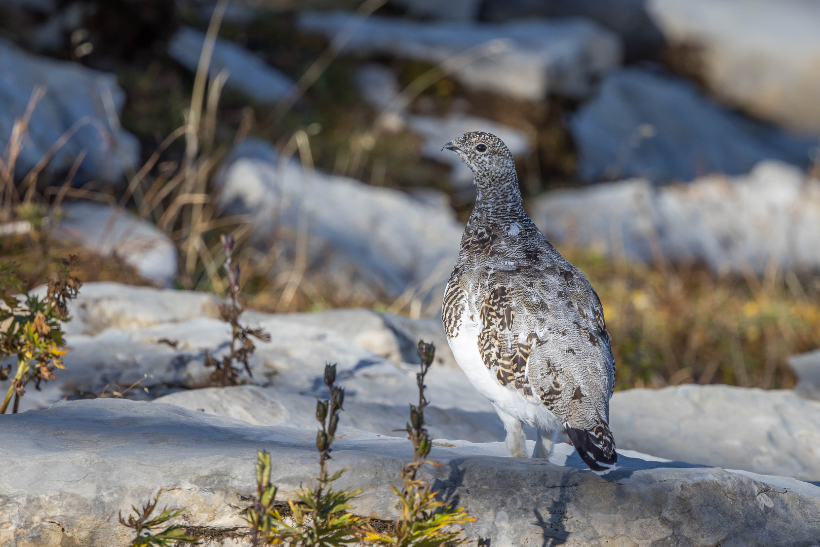 Alpenschneehuhn