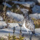 Alpenschneehuhn