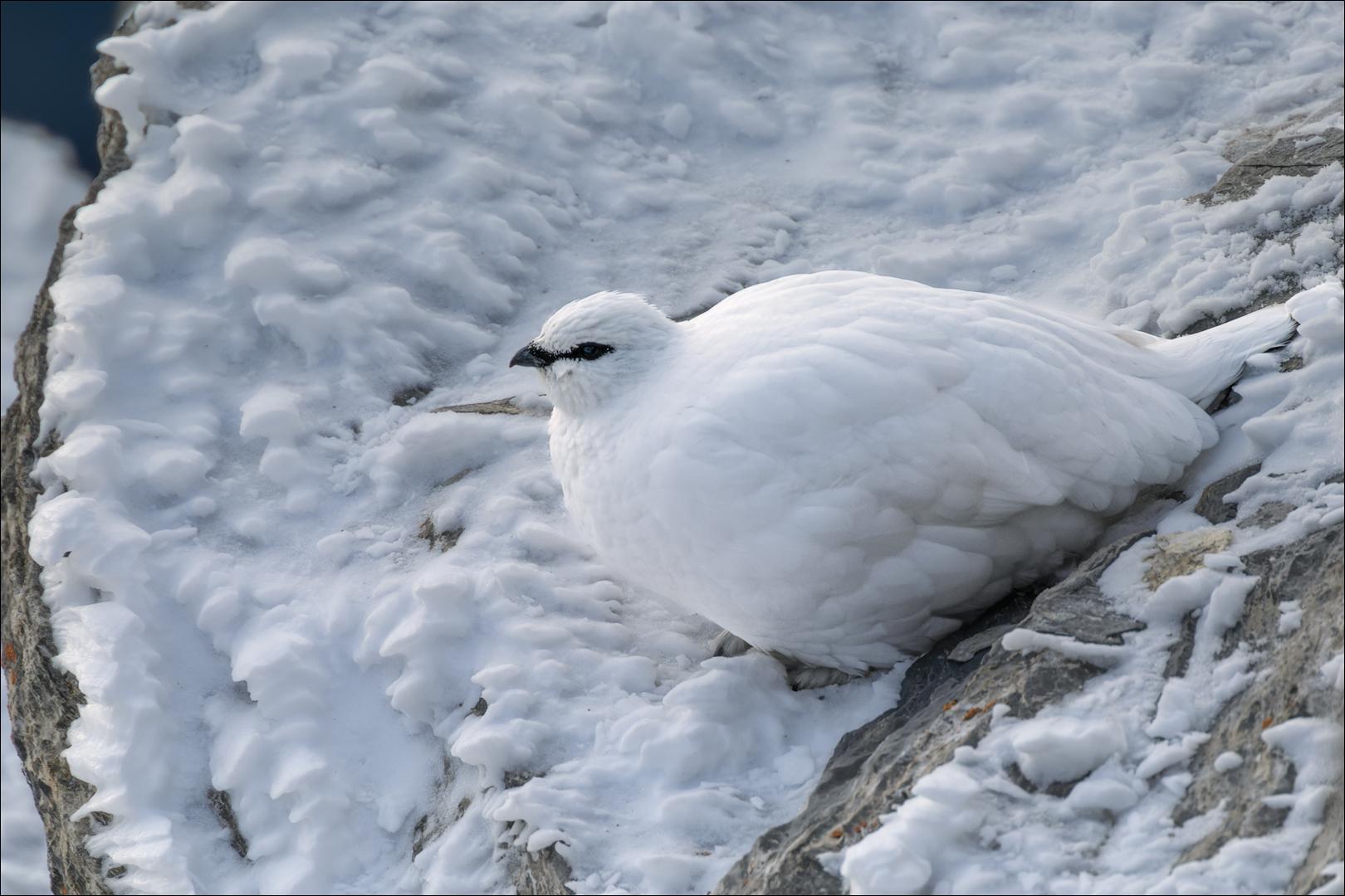 Alpenschneehuhn