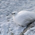 Alpenschneehuhn