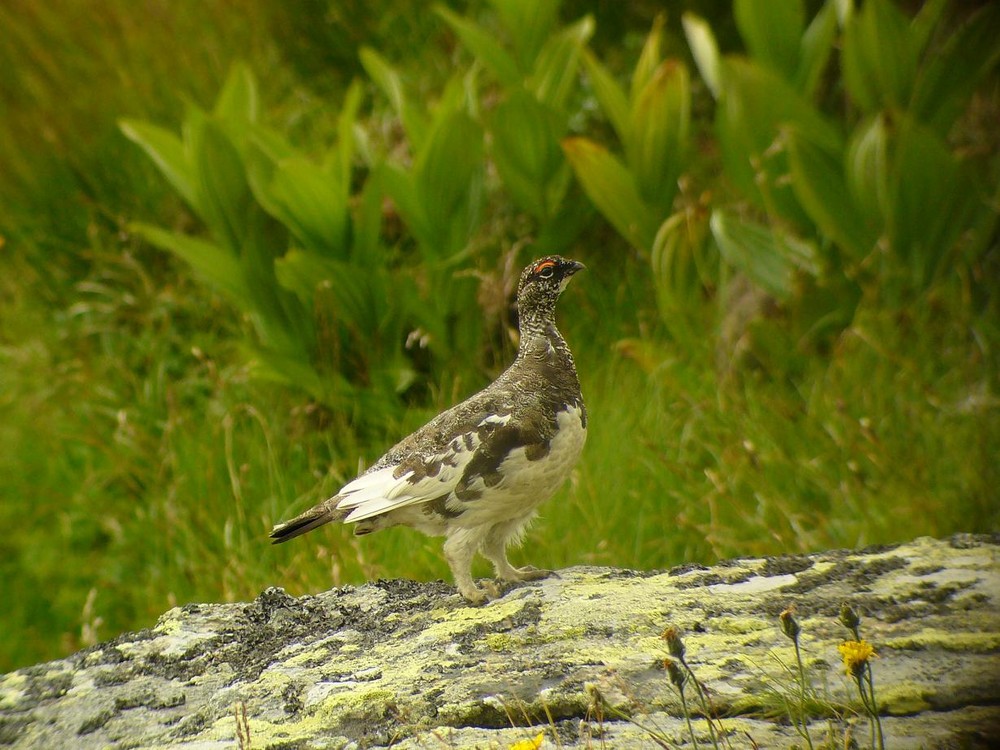 Alpenschneehuhn