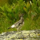 Alpenschneehuhn