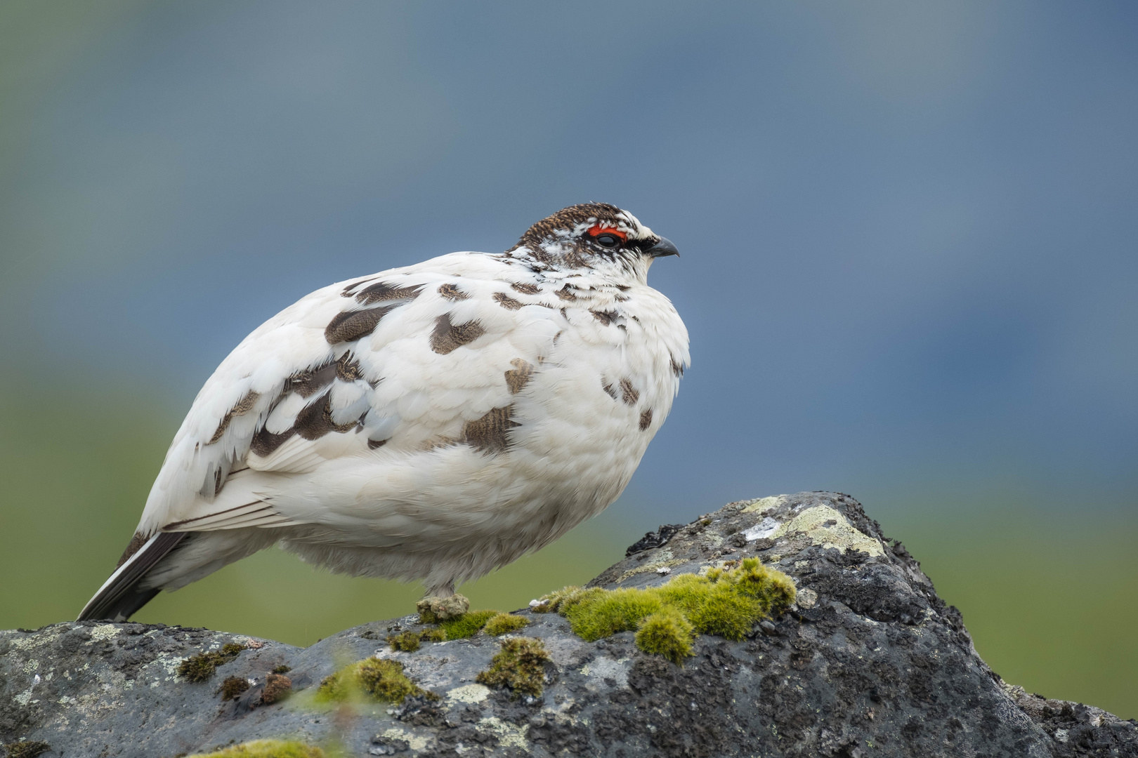 Alpenschneehuhn