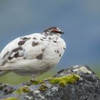 Alpenschneehuhn