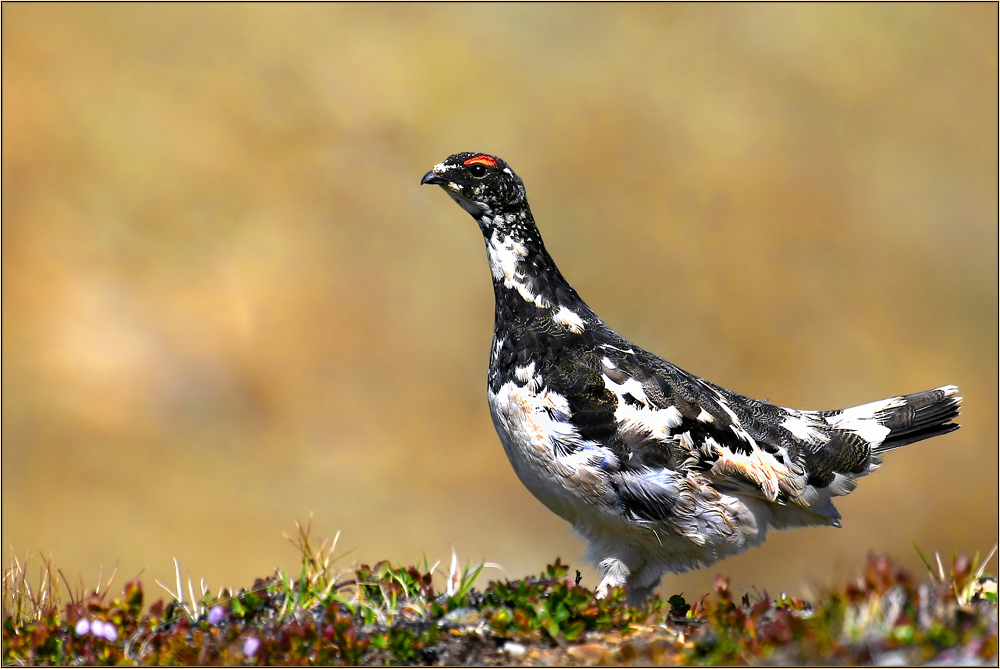 Alpenschneehuhn