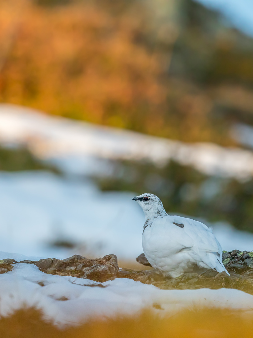 Alpenschneehuhn