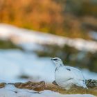 Alpenschneehuhn