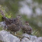 Alpenschneehuhn