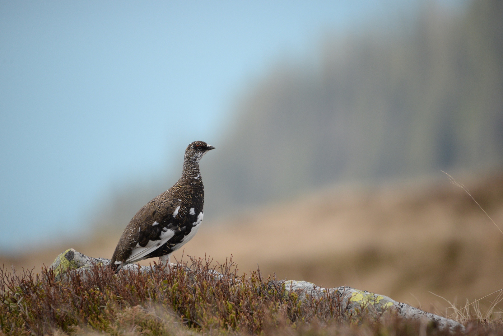 Alpenschneehuhn