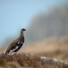 Alpenschneehuhn