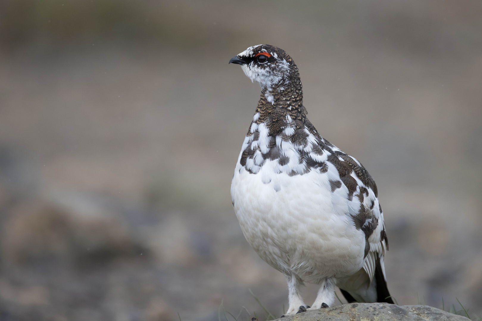 Alpenschneehuhn Foto & Bild tiere, wildlife, wild lebende vögel